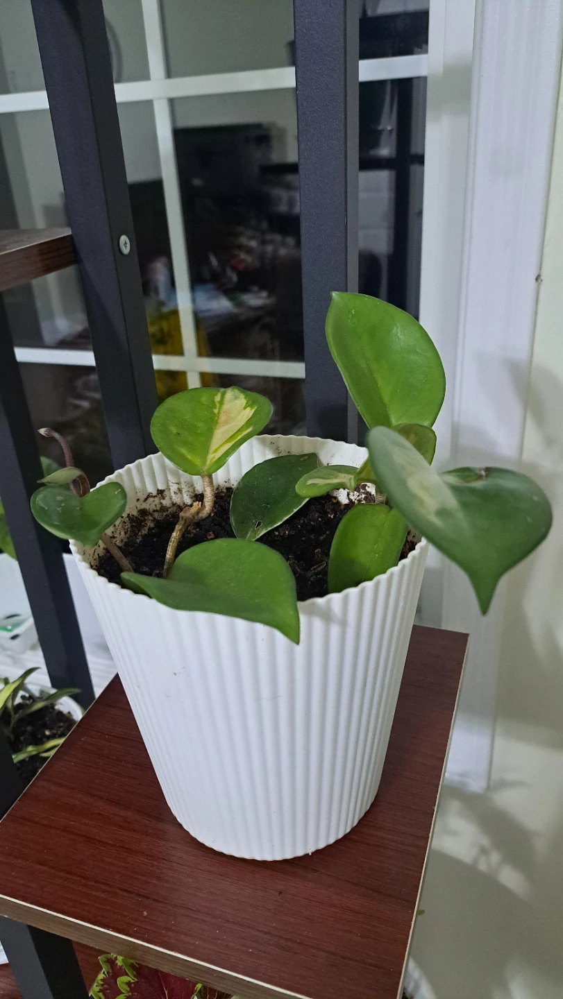 Hoya Carnosa Variegata Plant