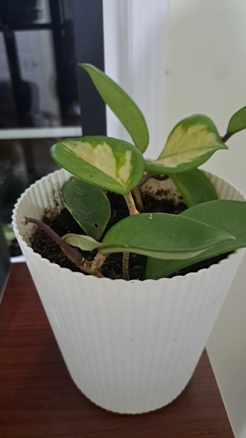 Hoya Carnosa Variegata Plant - photo 2