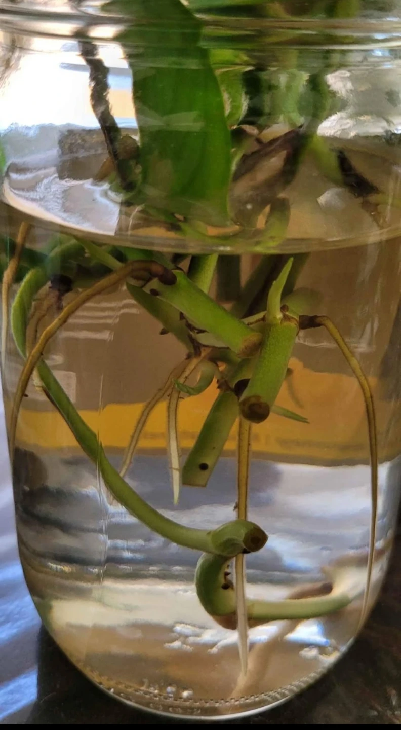 Pothos - photo 5