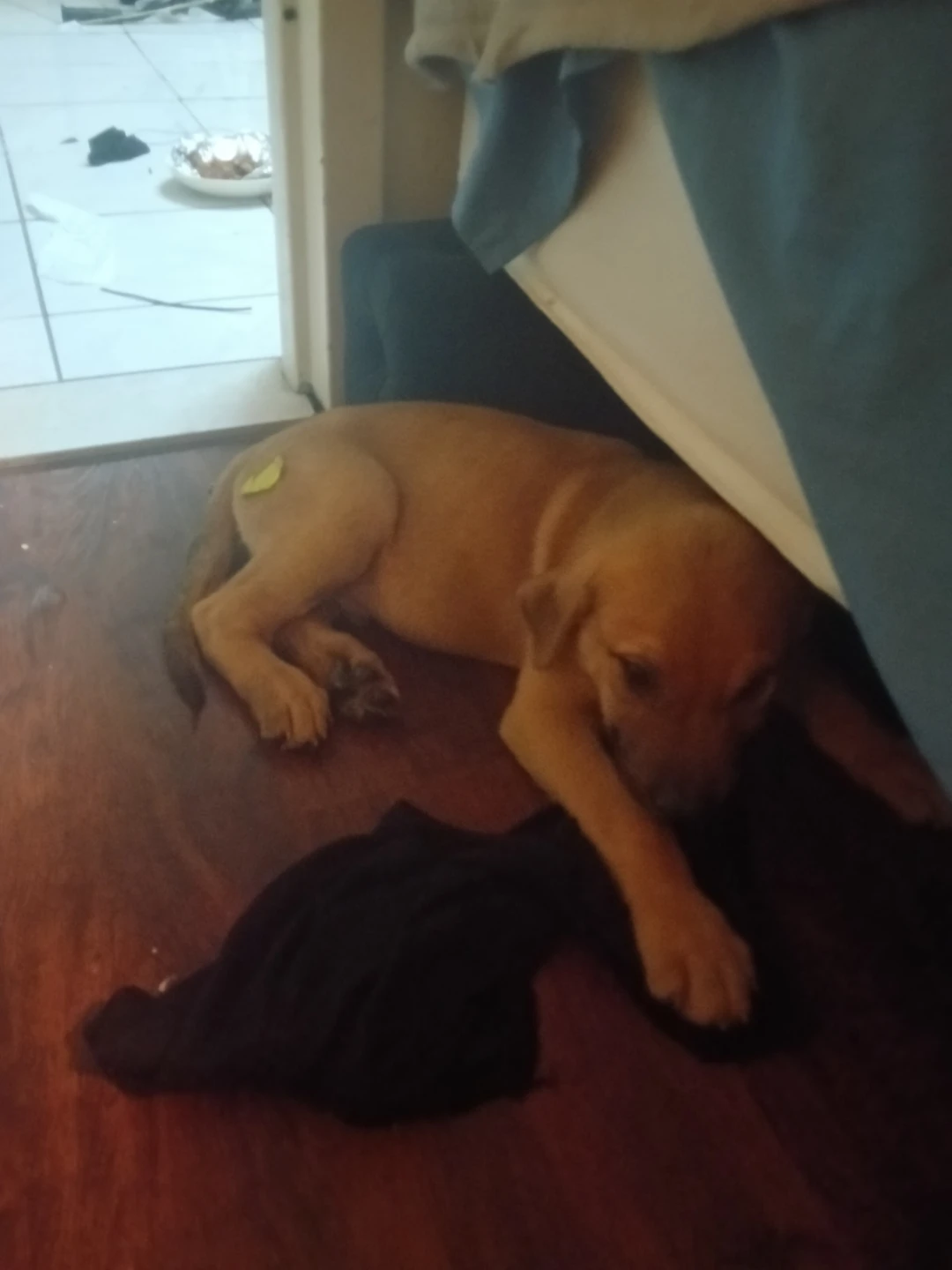 German Shepard puppy