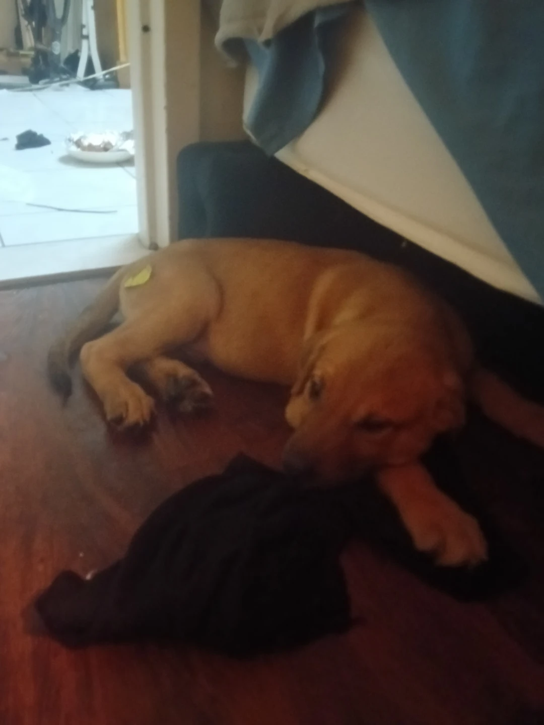 German Shepard puppy - photo 2