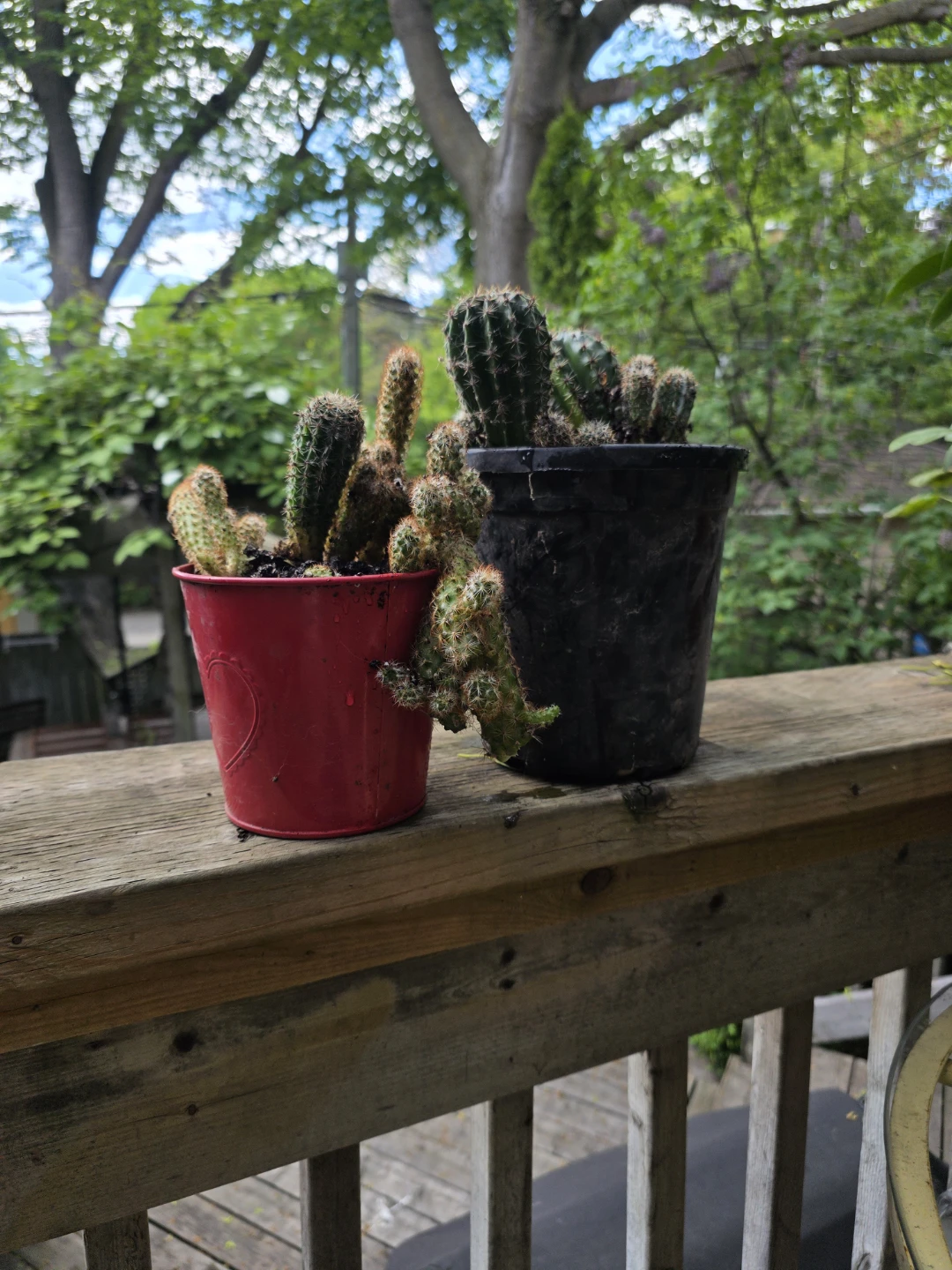 Two Potted Cacti