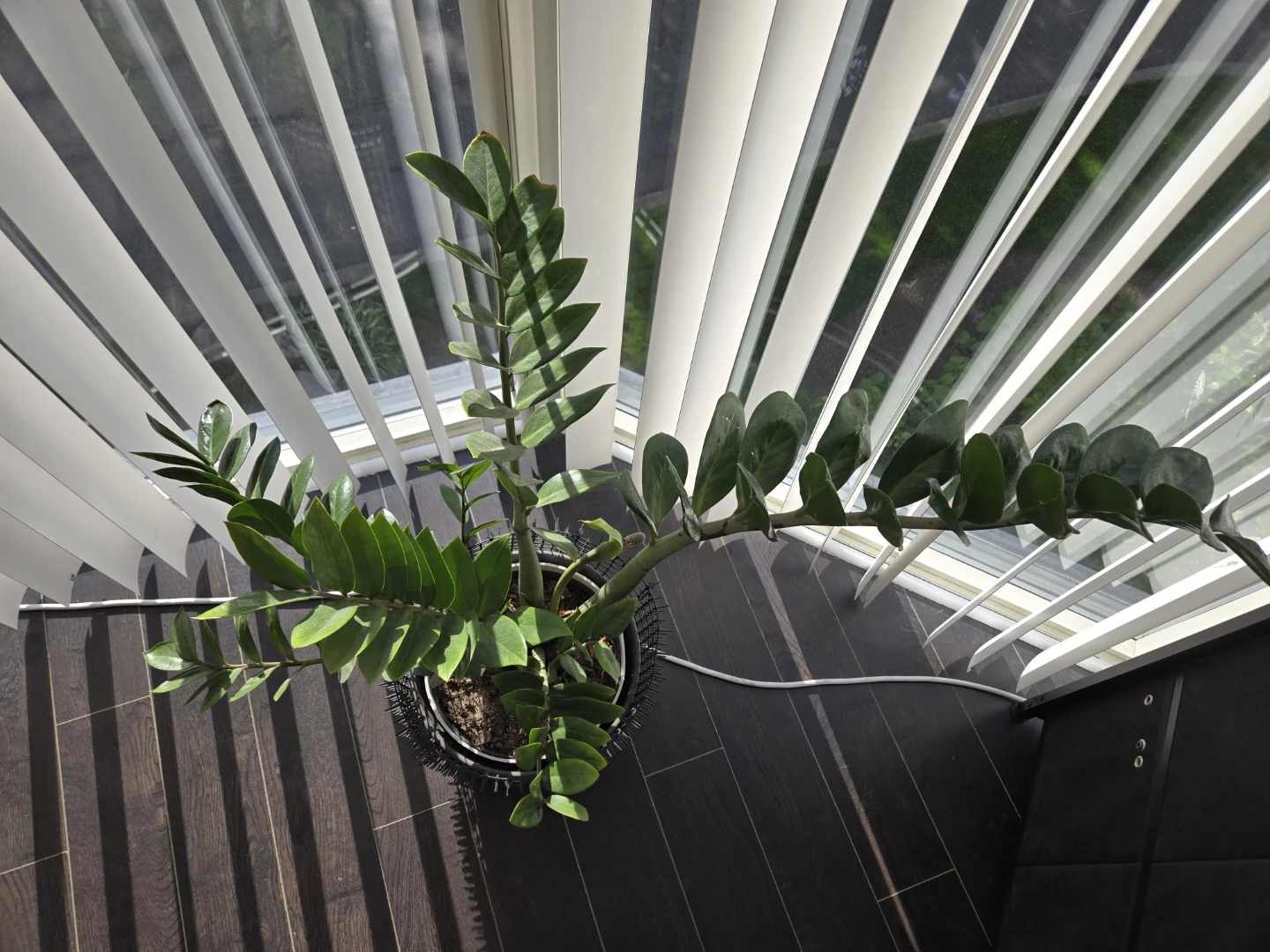 ZZ Plant in Pot - photo 2