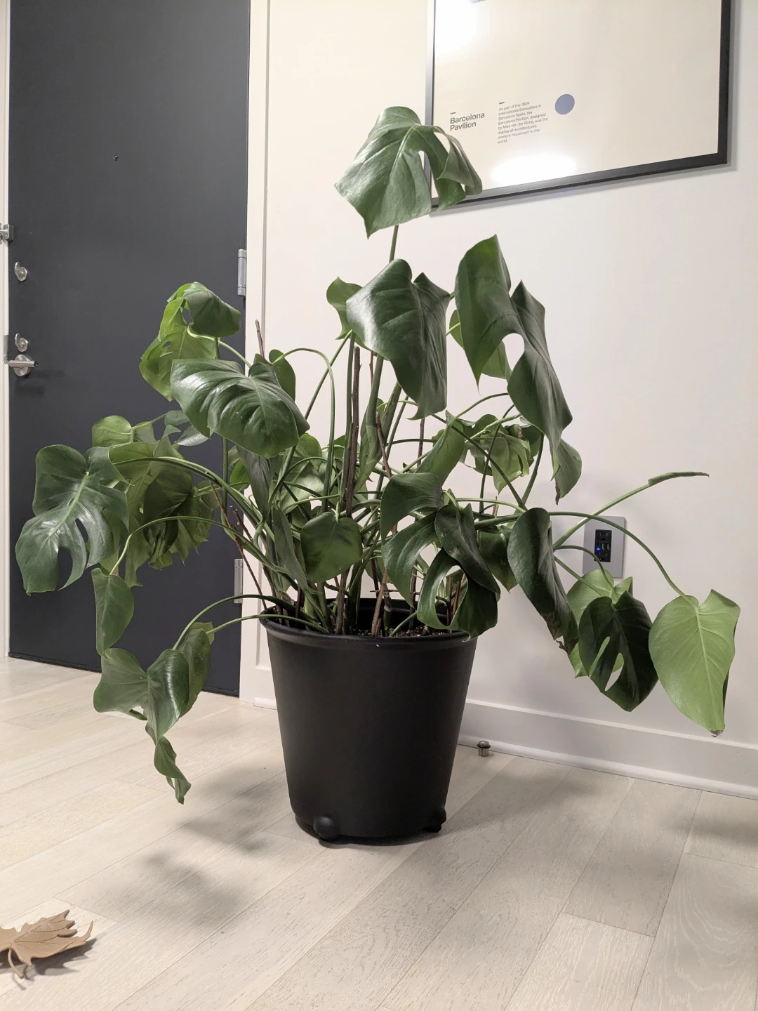 Large Monstera Deliciosa Plant in an IKEA Pot on Wheels