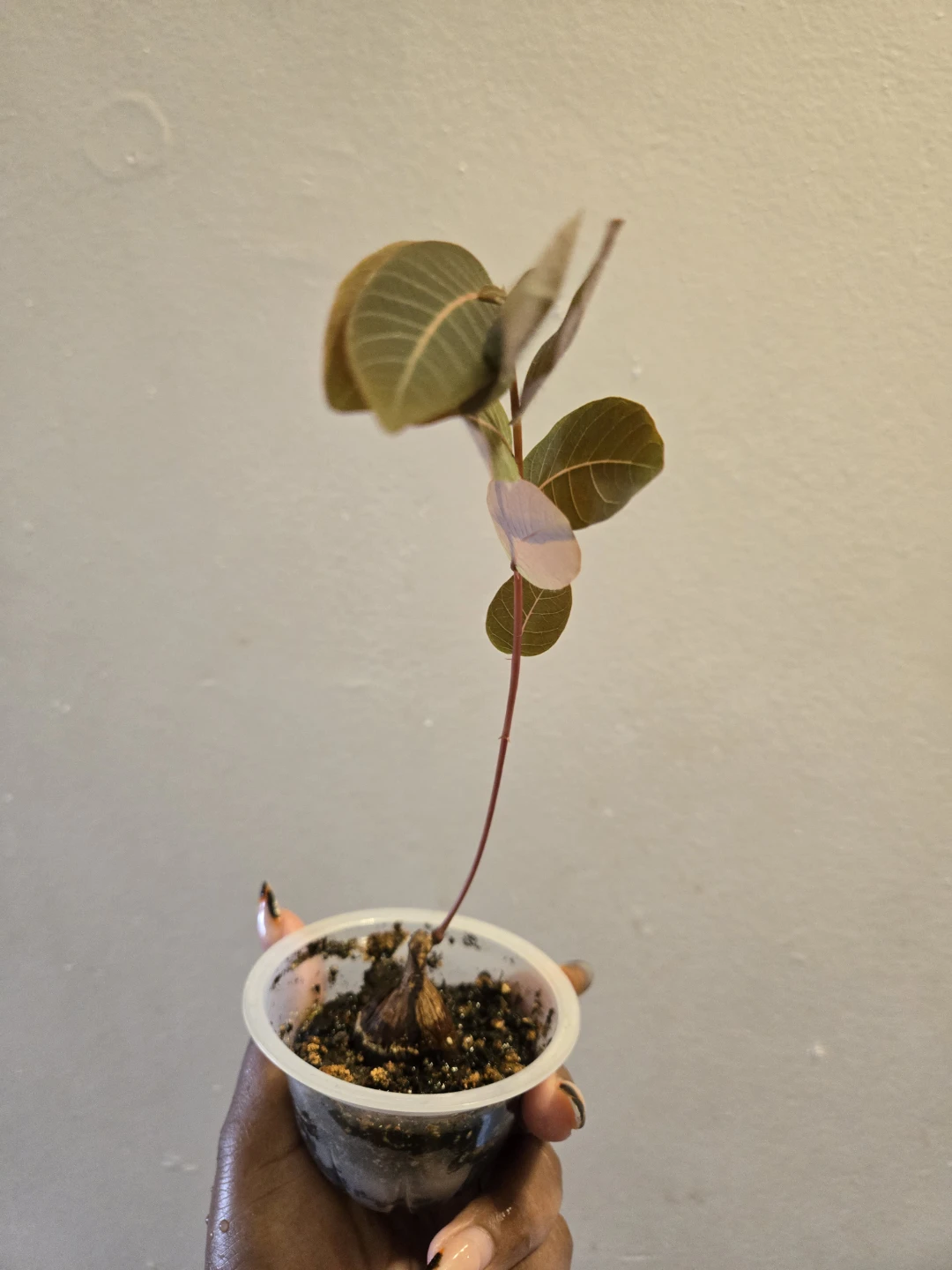 PHYLLANTHUS MIRABILIS CAUDEX Plant (soil)