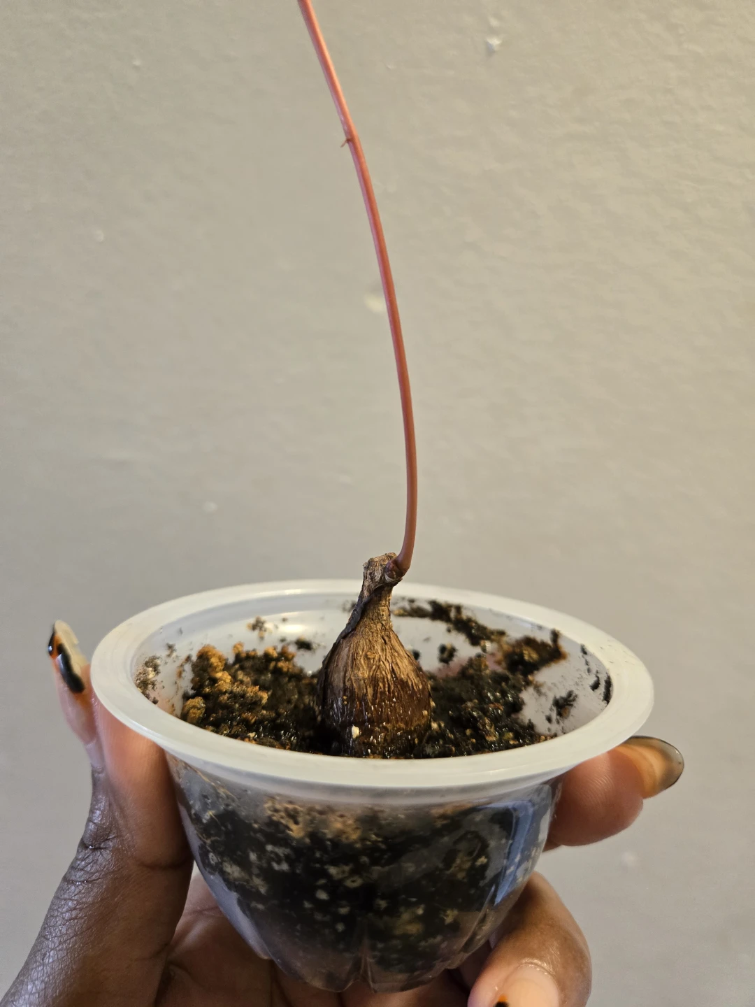 PHYLLANTHUS MIRABILIS CAUDEX Plant (soil) - photo 2