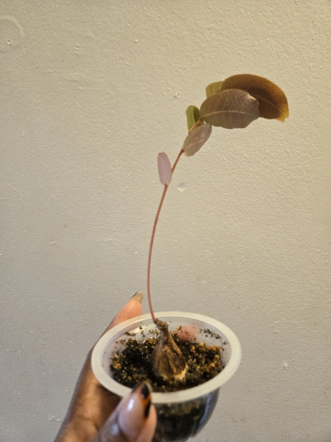 PHYLLANTHUS MIRABILIS CAUDEX Plant (soil) - photo 3