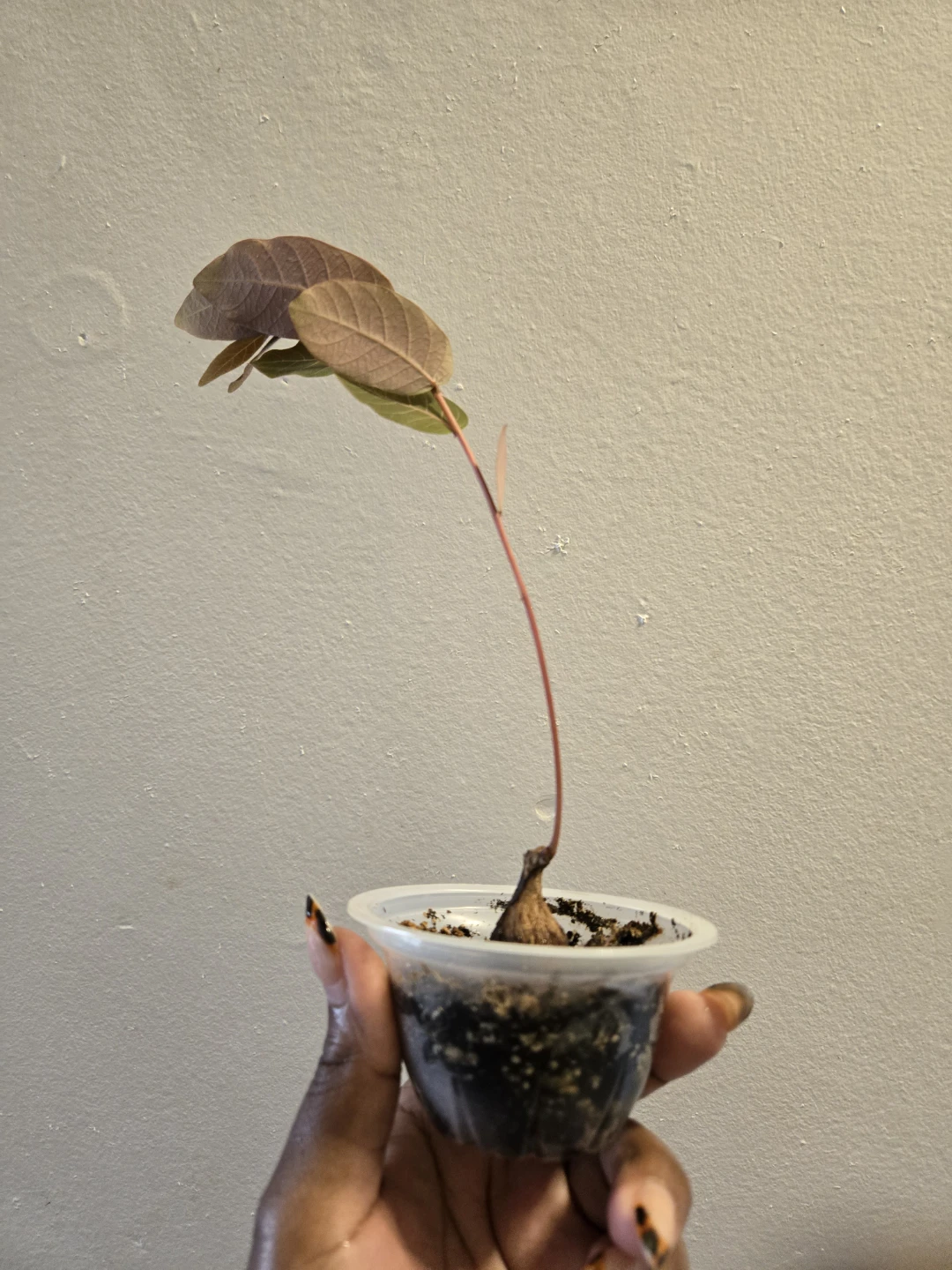 PHYLLANTHUS MIRABILIS CAUDEX Plant (soil) - photo 4