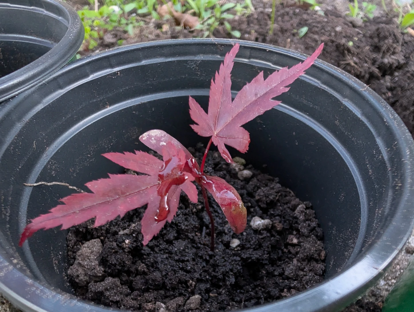 Healthy Japanese Maple Sapling. - photo 2