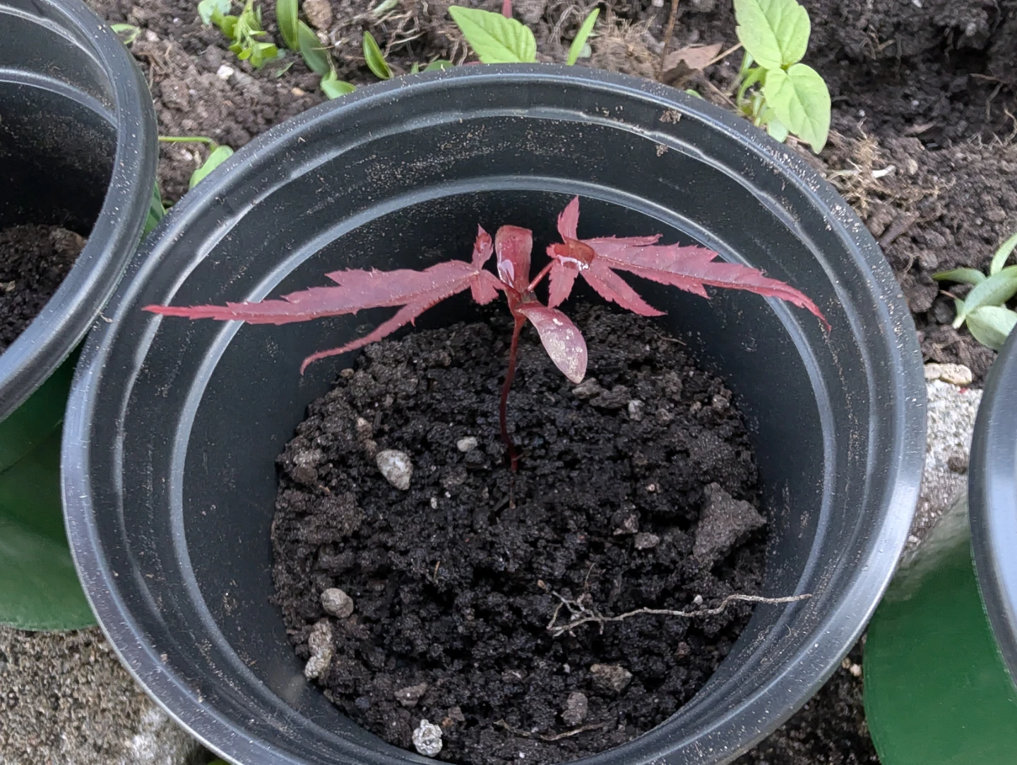 Healthy Japanese Maple Sapling. - photo 3