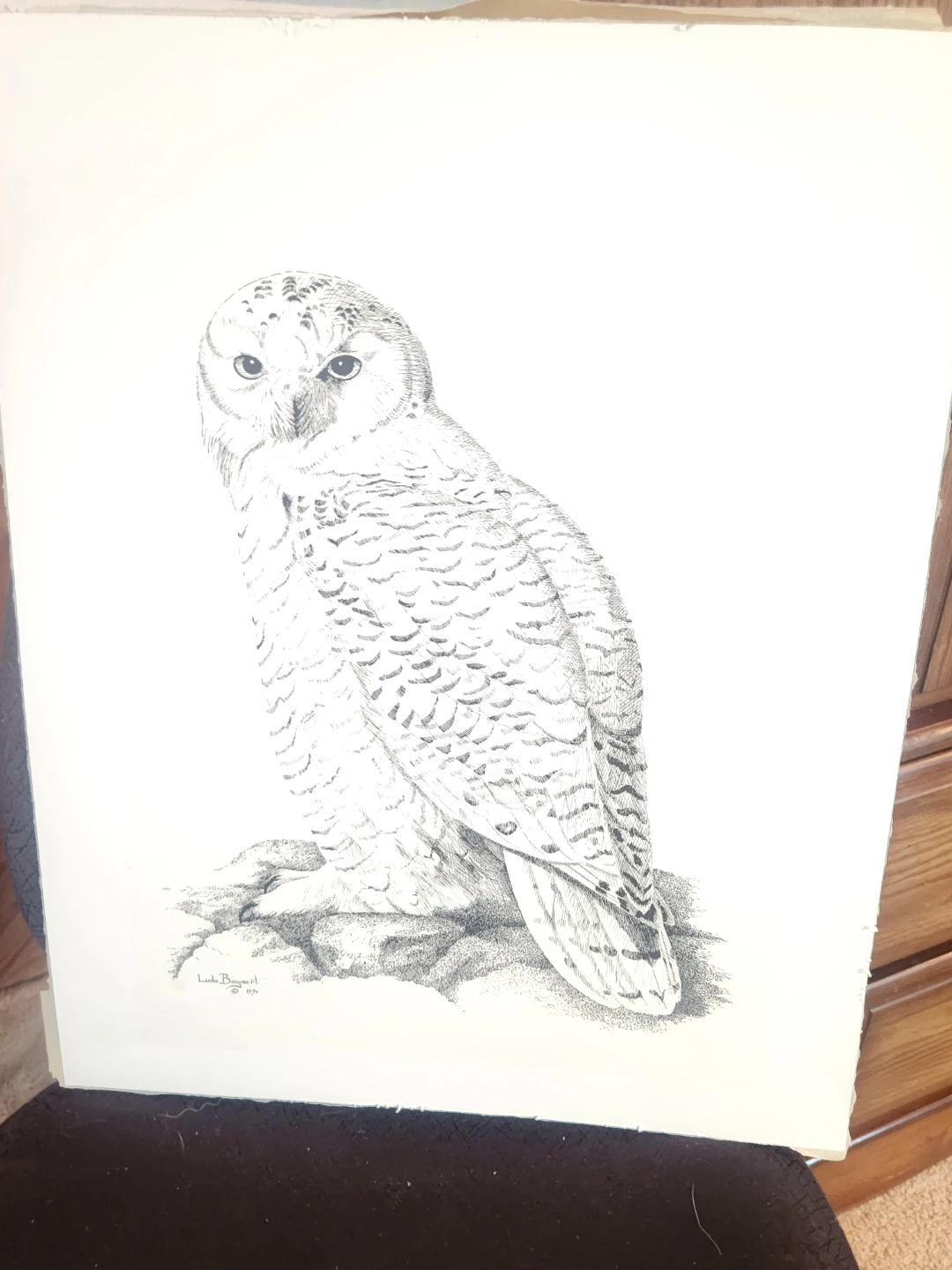 Ludo Bogaert Snowy Owl Art Print 1974