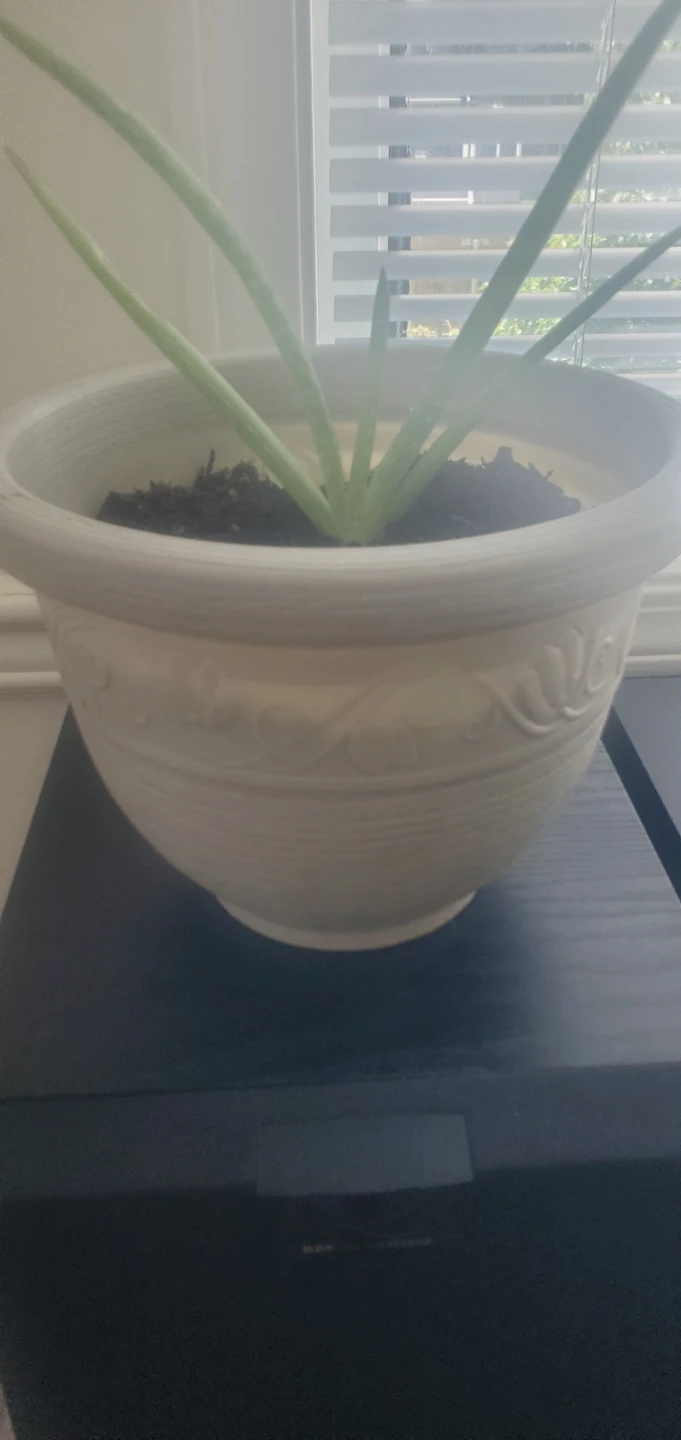 Aloe Vera plant in New pots - photo 2