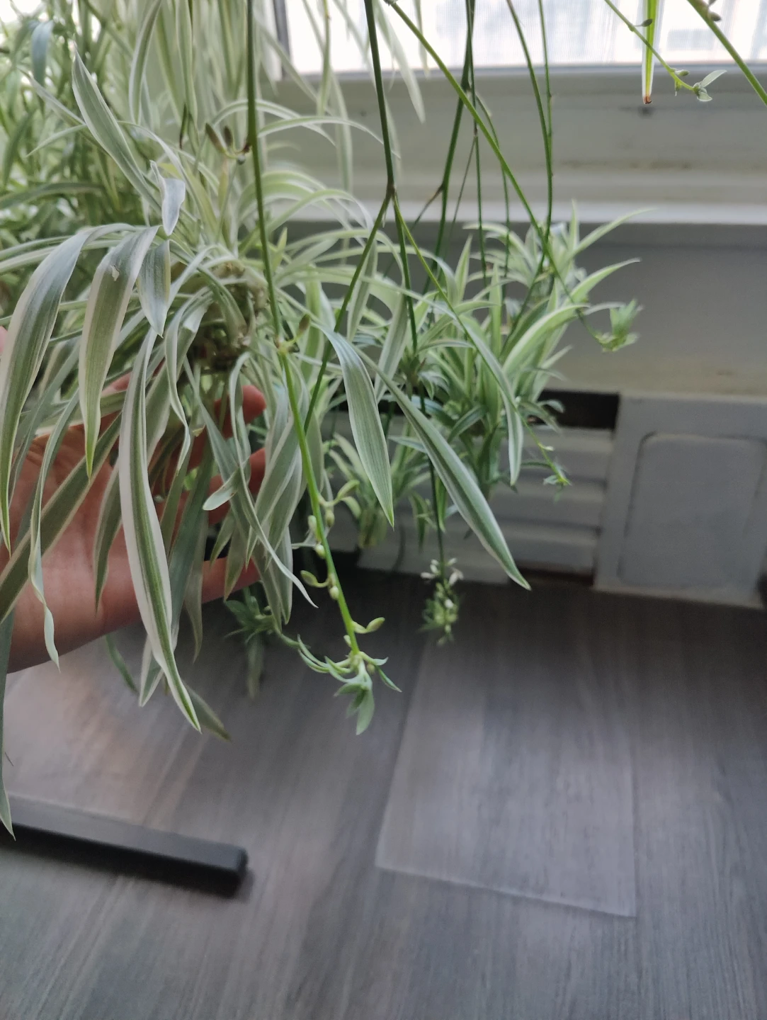 spider plant babies
