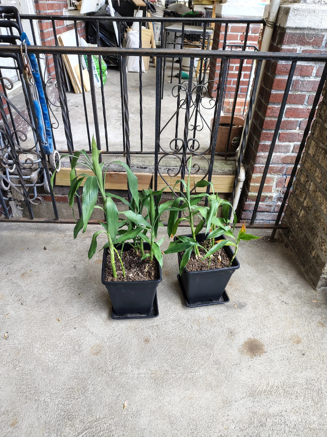 Set of 2 Potted Plants $25 each plant