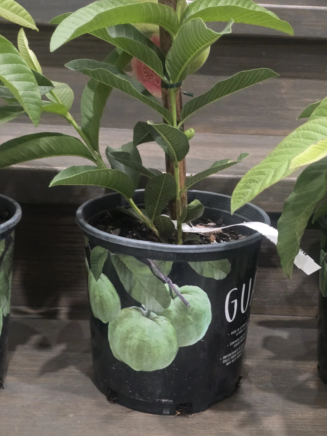 Guava tree with fruits