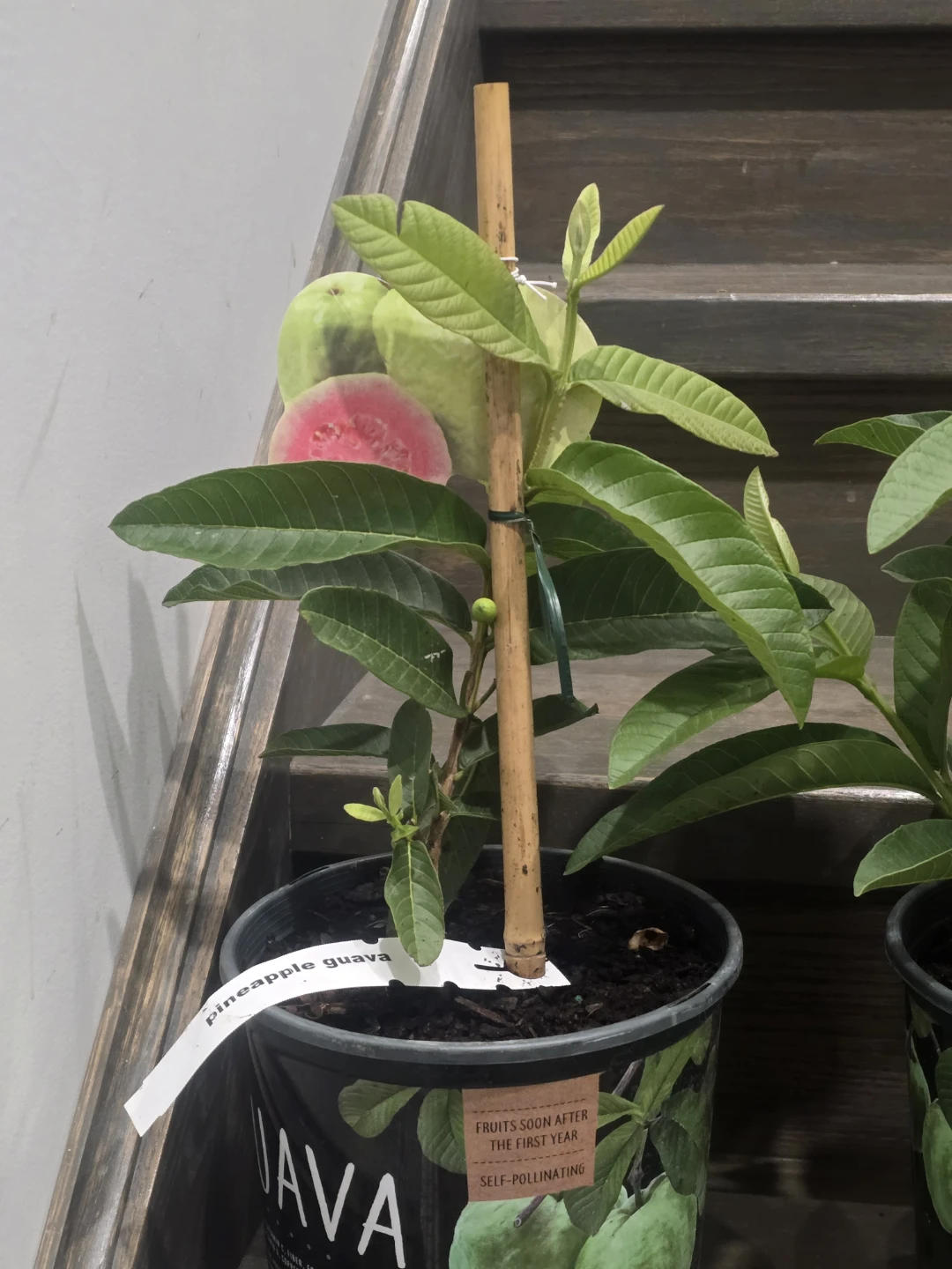 Guava tree with fruits - photo 2