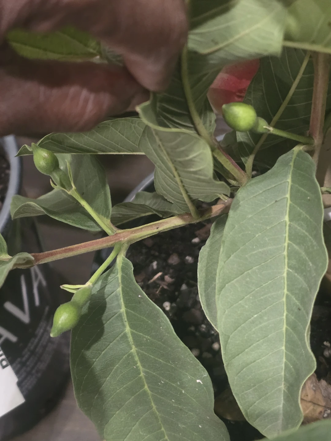 Guava tree with fruits - photo 3