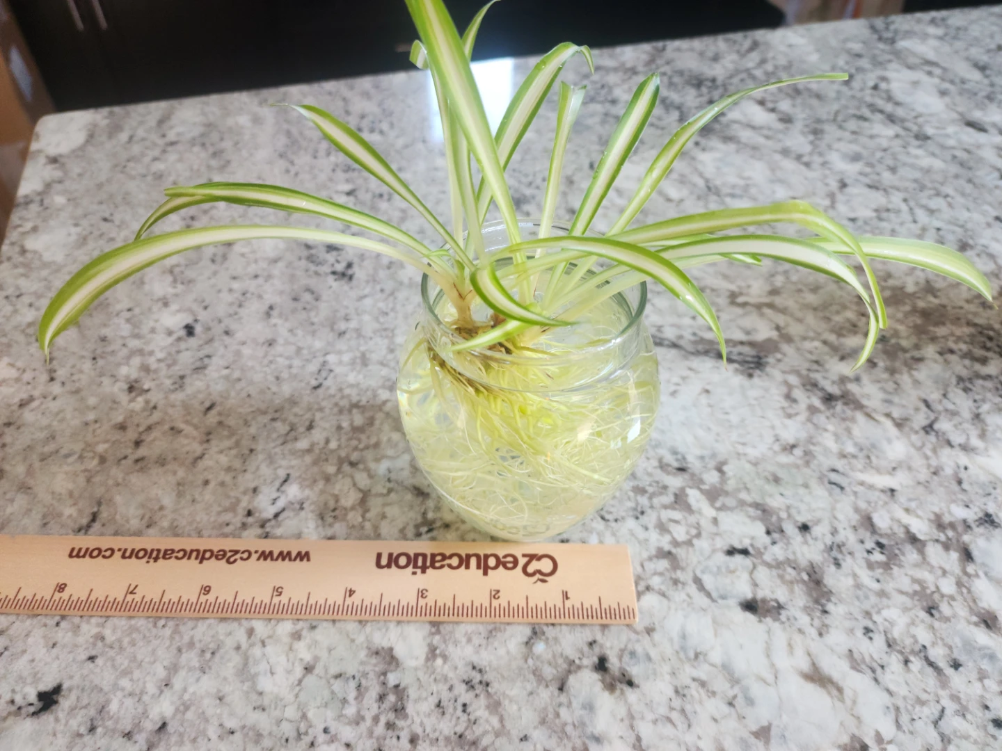 Spider Plant Cutting in Water
