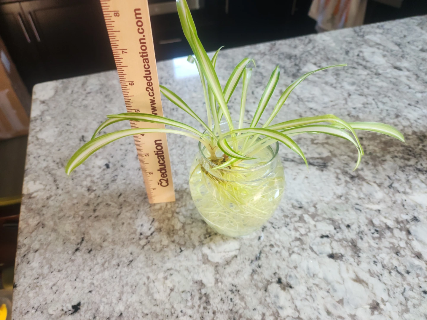 Spider Plant Cutting in Water - photo 2
