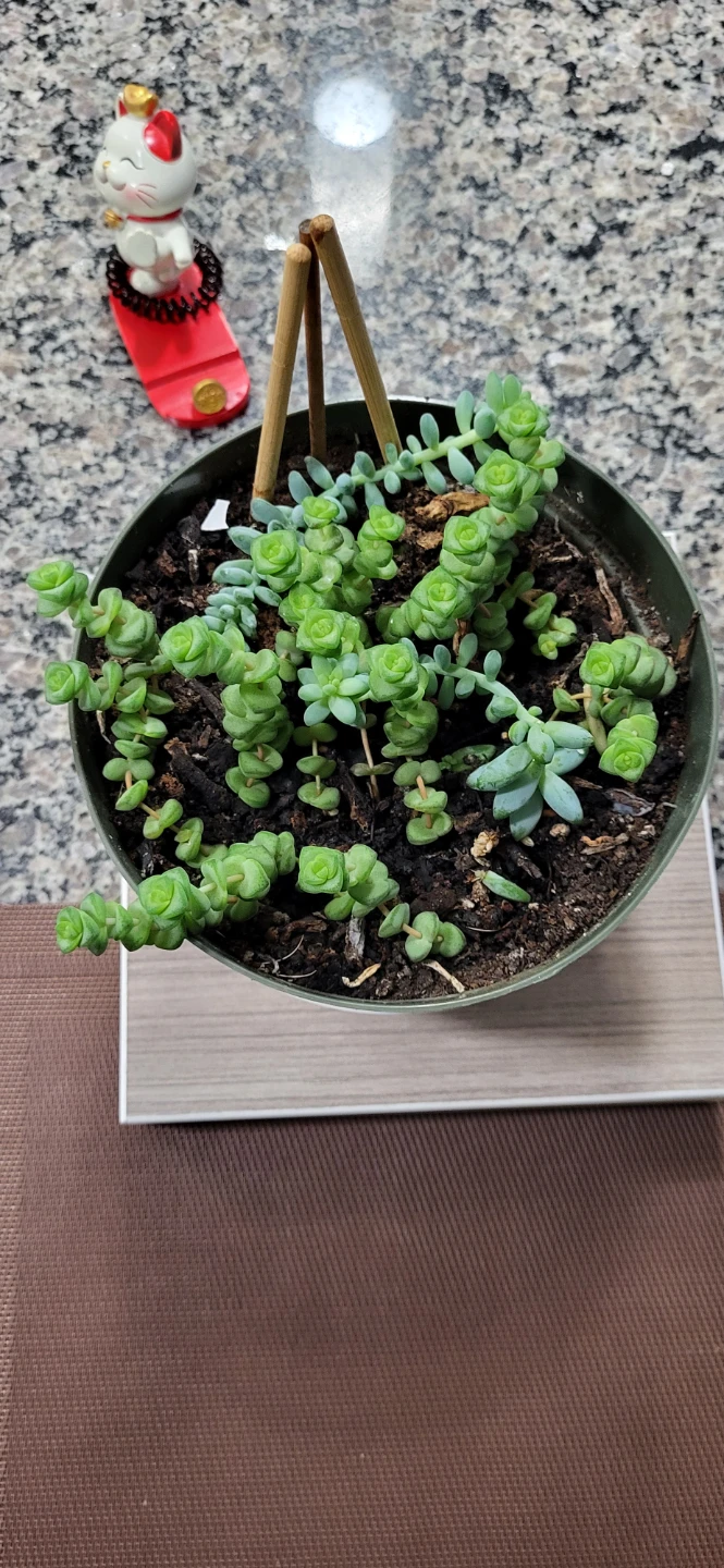 Crassula marinela & Burro's Tails