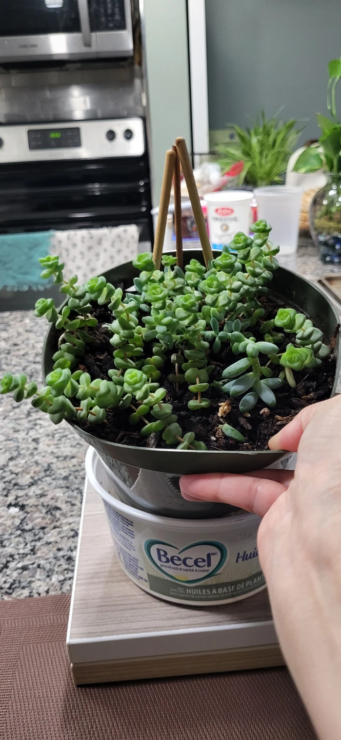 Crassula marinela & Burro's Tails - photo 3