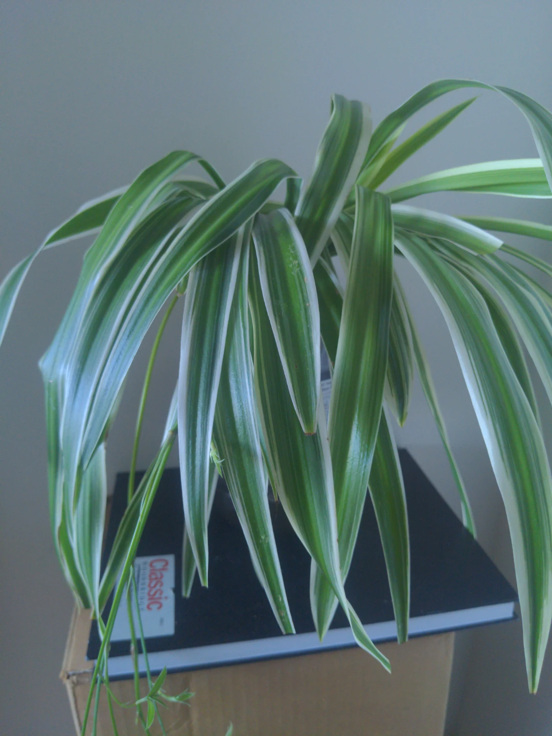 Spider Plant
