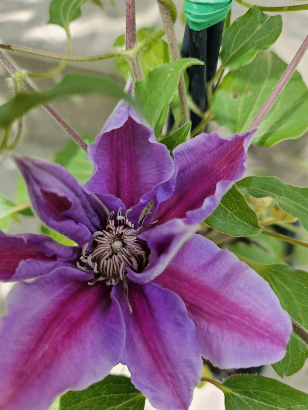 Purple Clematis Flower Plant