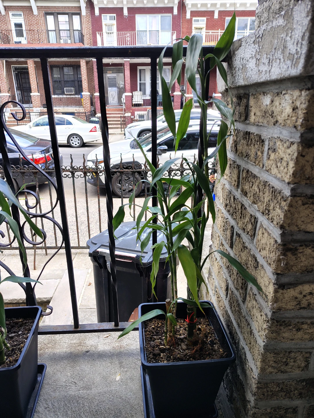 Lucky Bamboo Plant