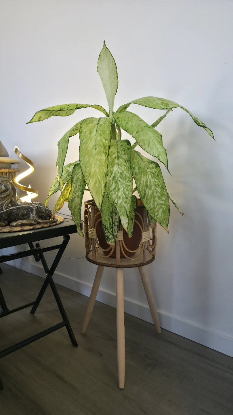 Large Dieffenbachia Plant in Rattan Planter