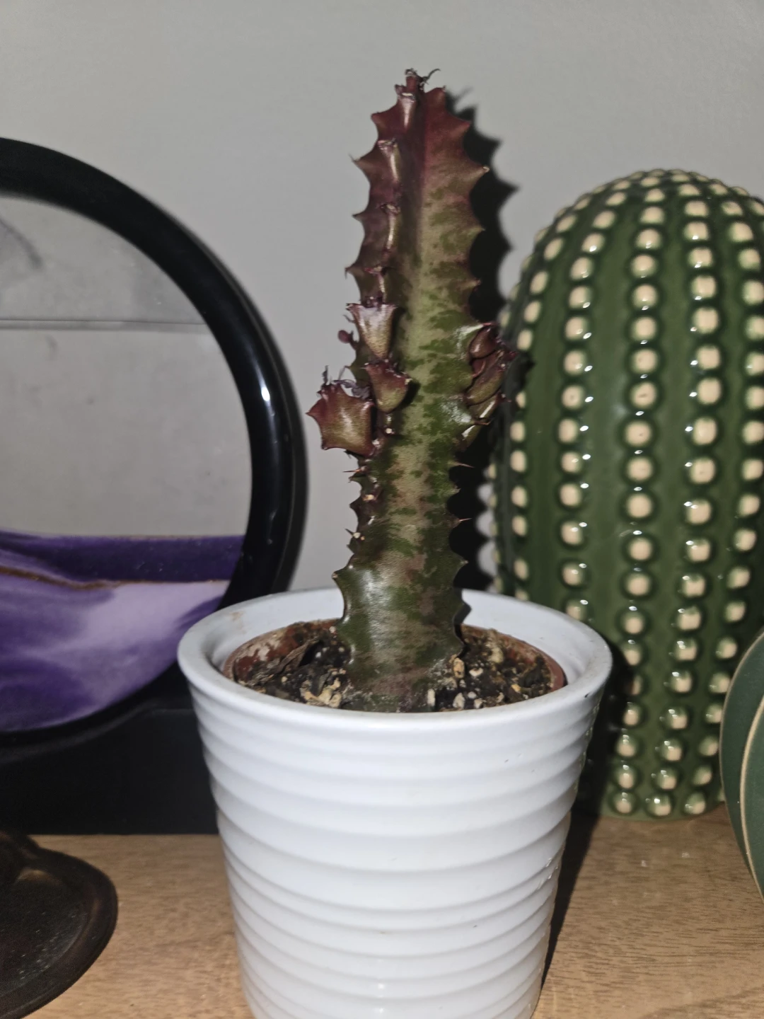 Euphorbia Trigona Cactus Plant