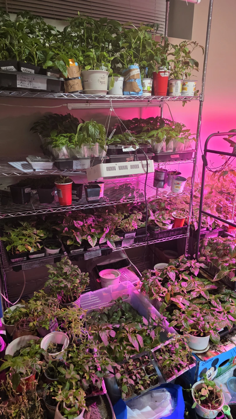 Assorted Pepper Plant Seedlings