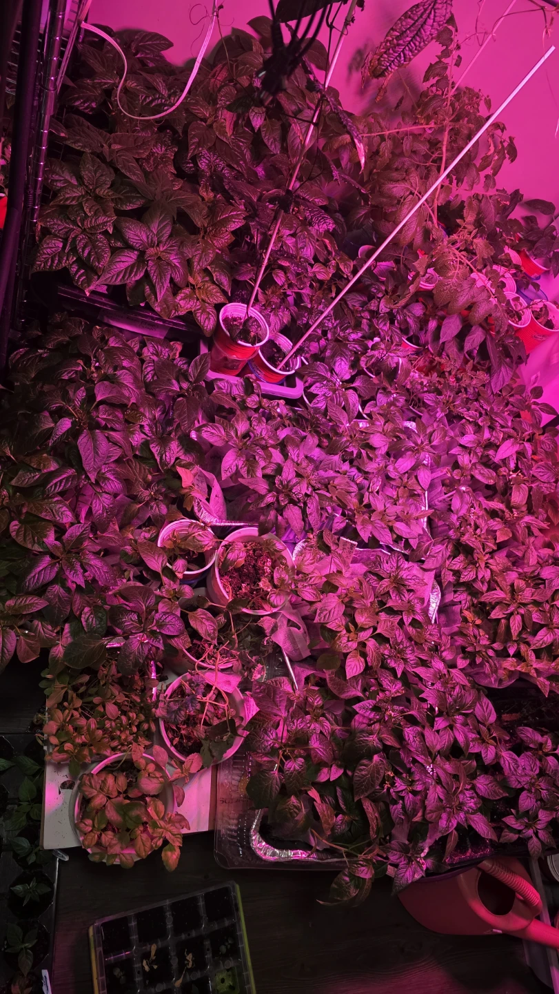 Assorted Pepper Plant Seedlings - photo 2