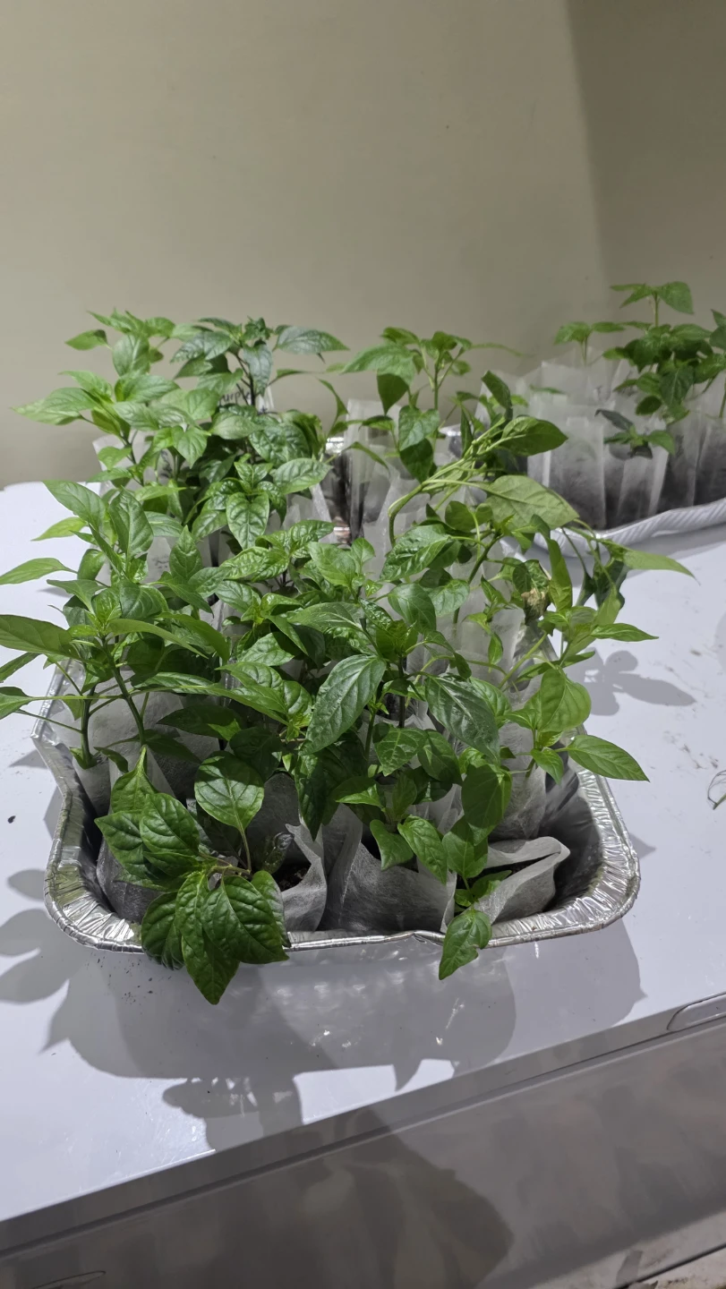 Assorted Pepper Plant Seedlings - photo 3