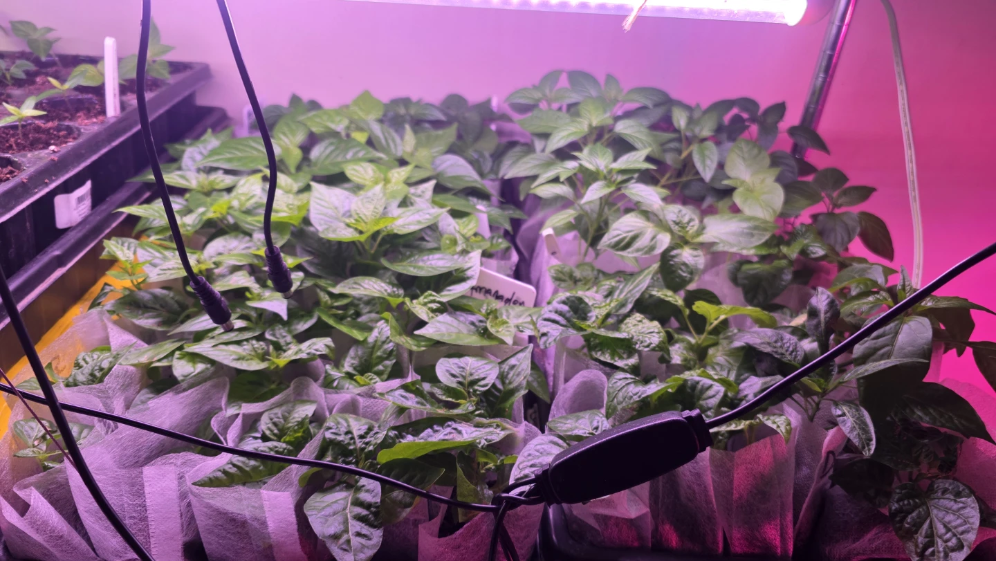 Assorted Pepper Plant Seedlings - photo 4