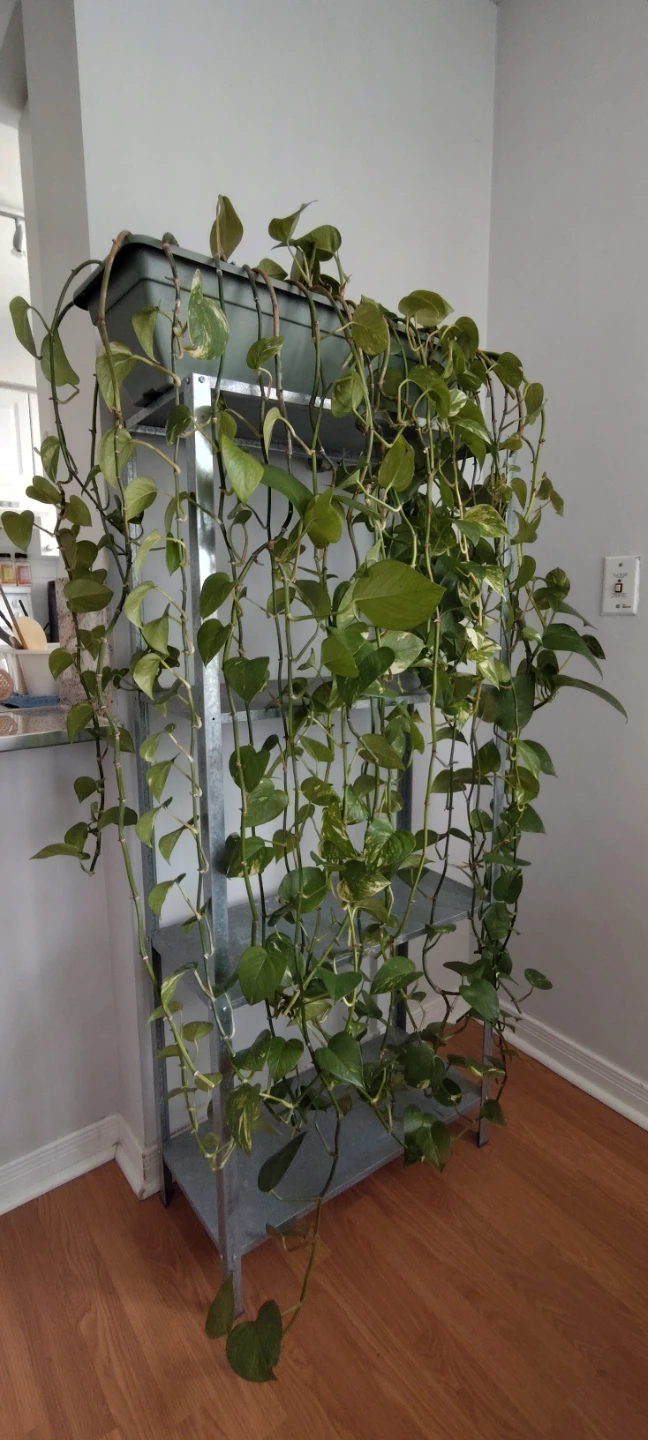 Large Pothos Plant