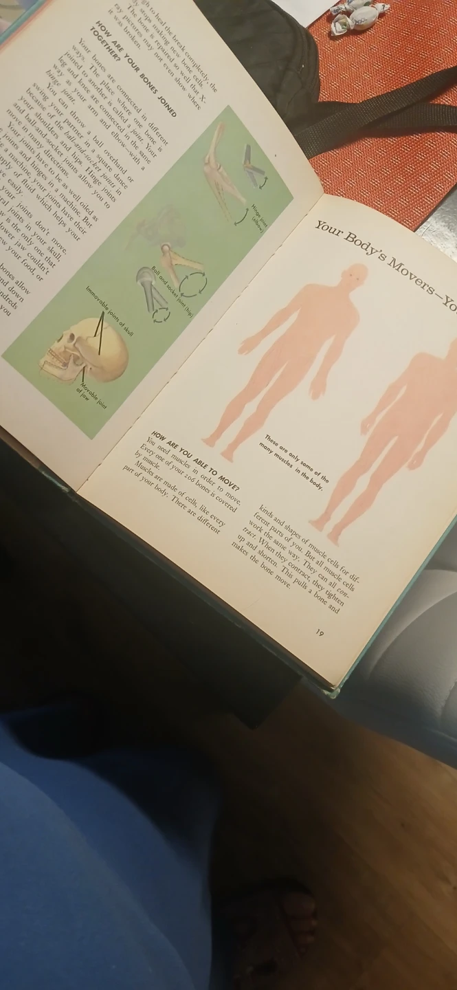 Book About The Human Body - photo 3