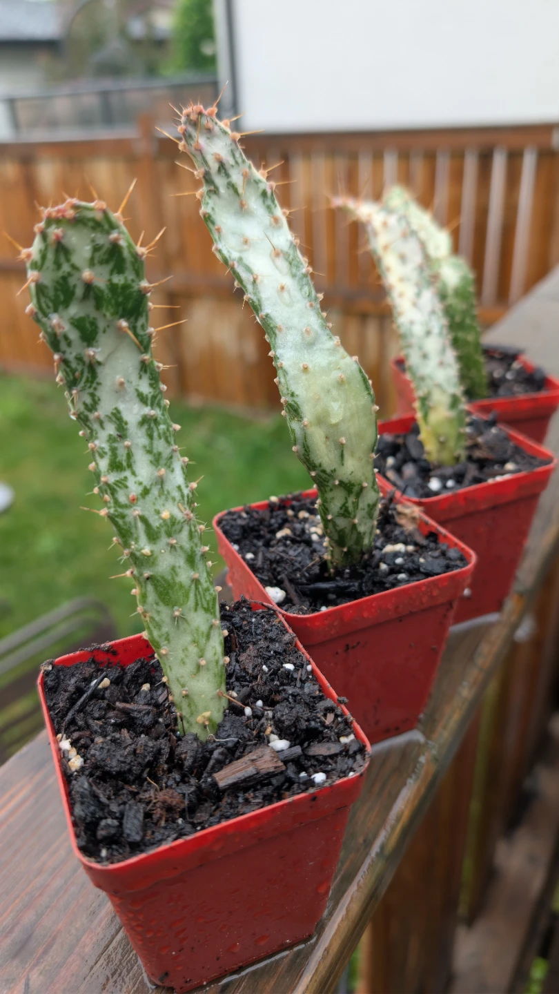 Variegated Prickly Pear Cactus for sale!
