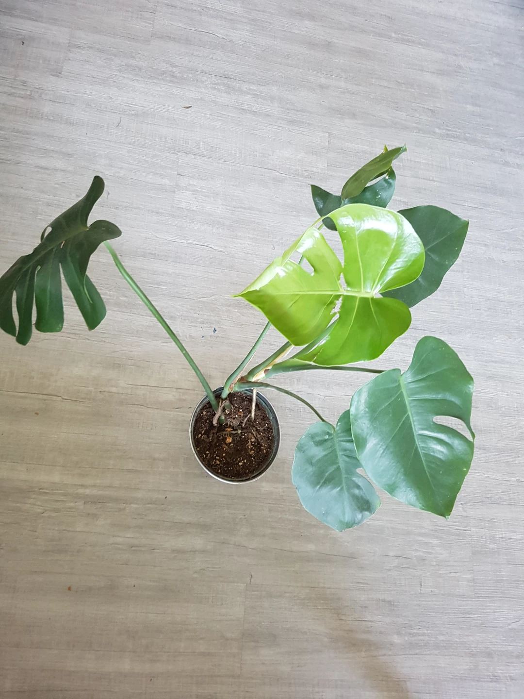 Monstera Deliciosa Plant