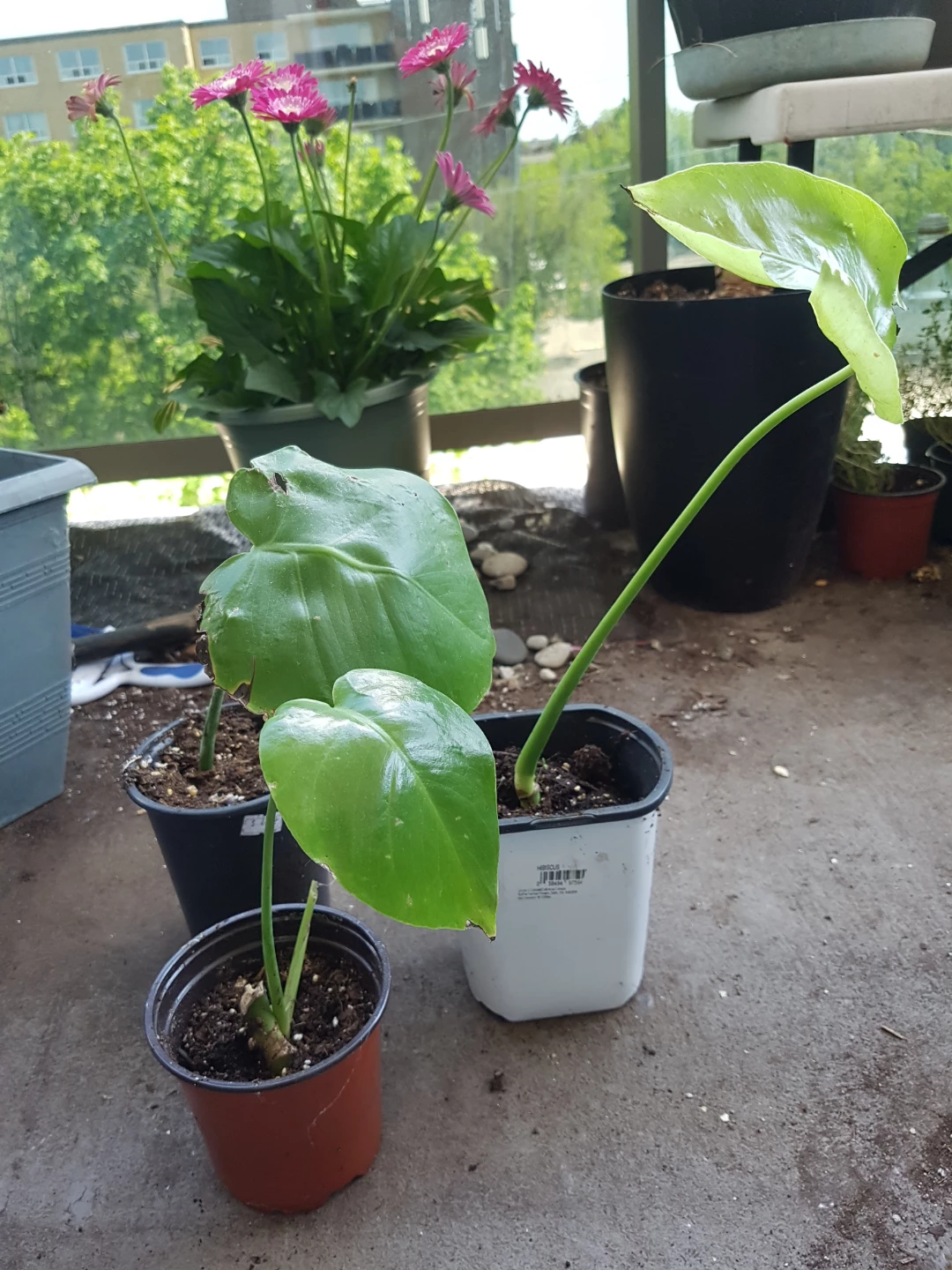 Monstera Deliciosa Plant - photo 4