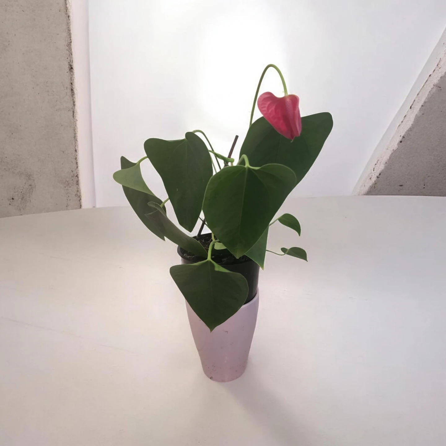 Anthurium Plant with Pink Flower