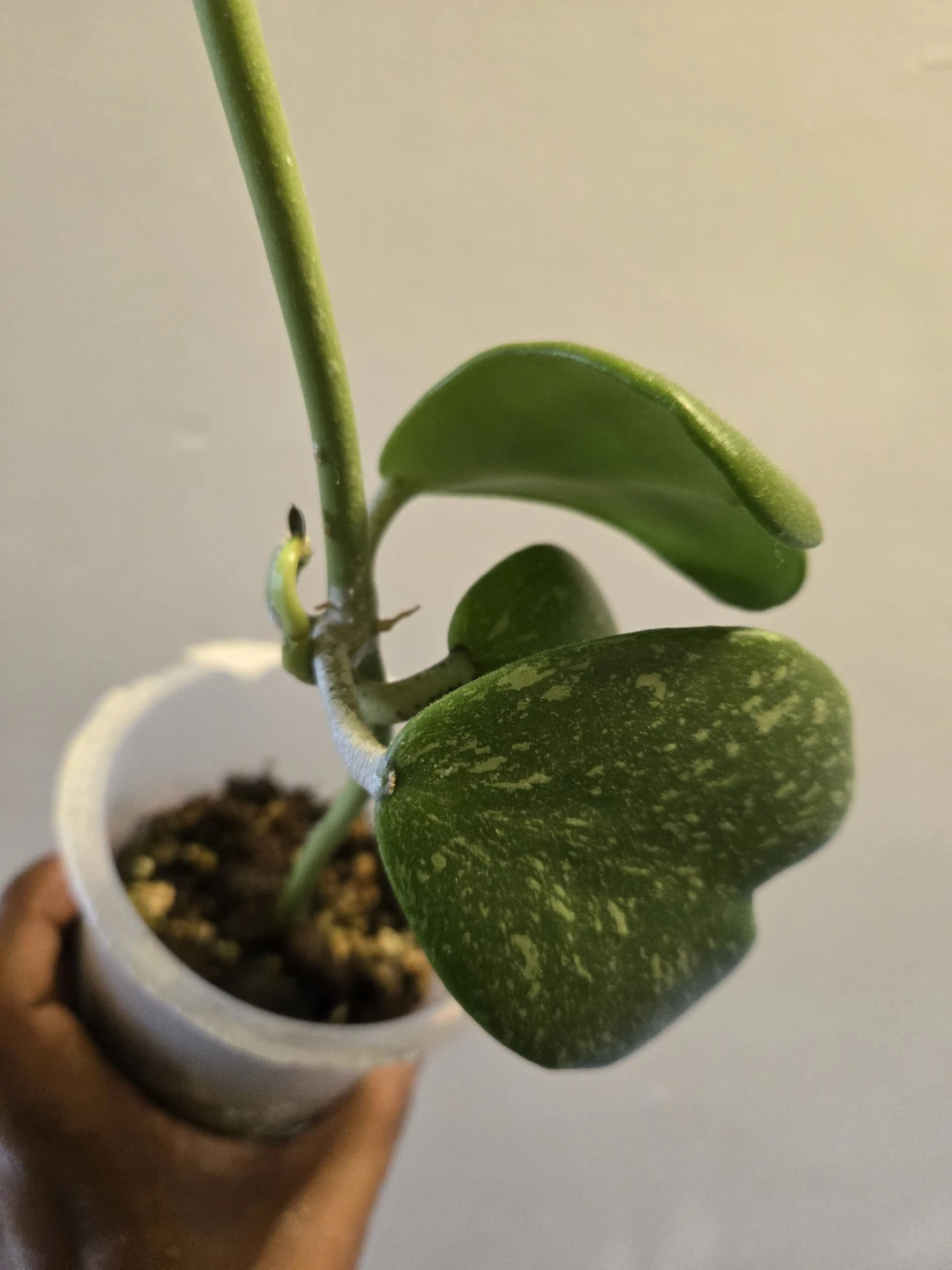 Hoya Kerrii Splash live plant✨️🪴