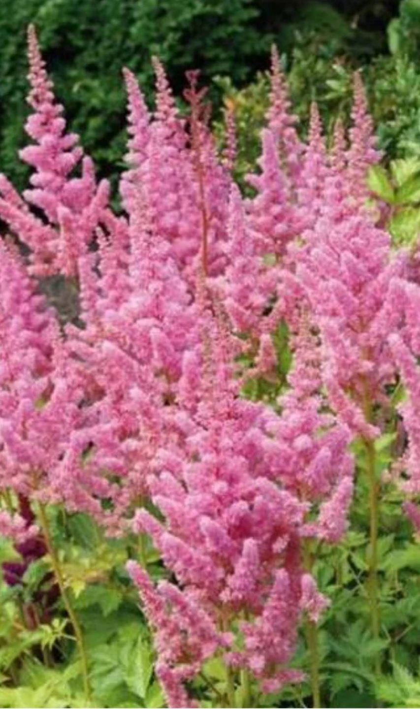 Astilbe
