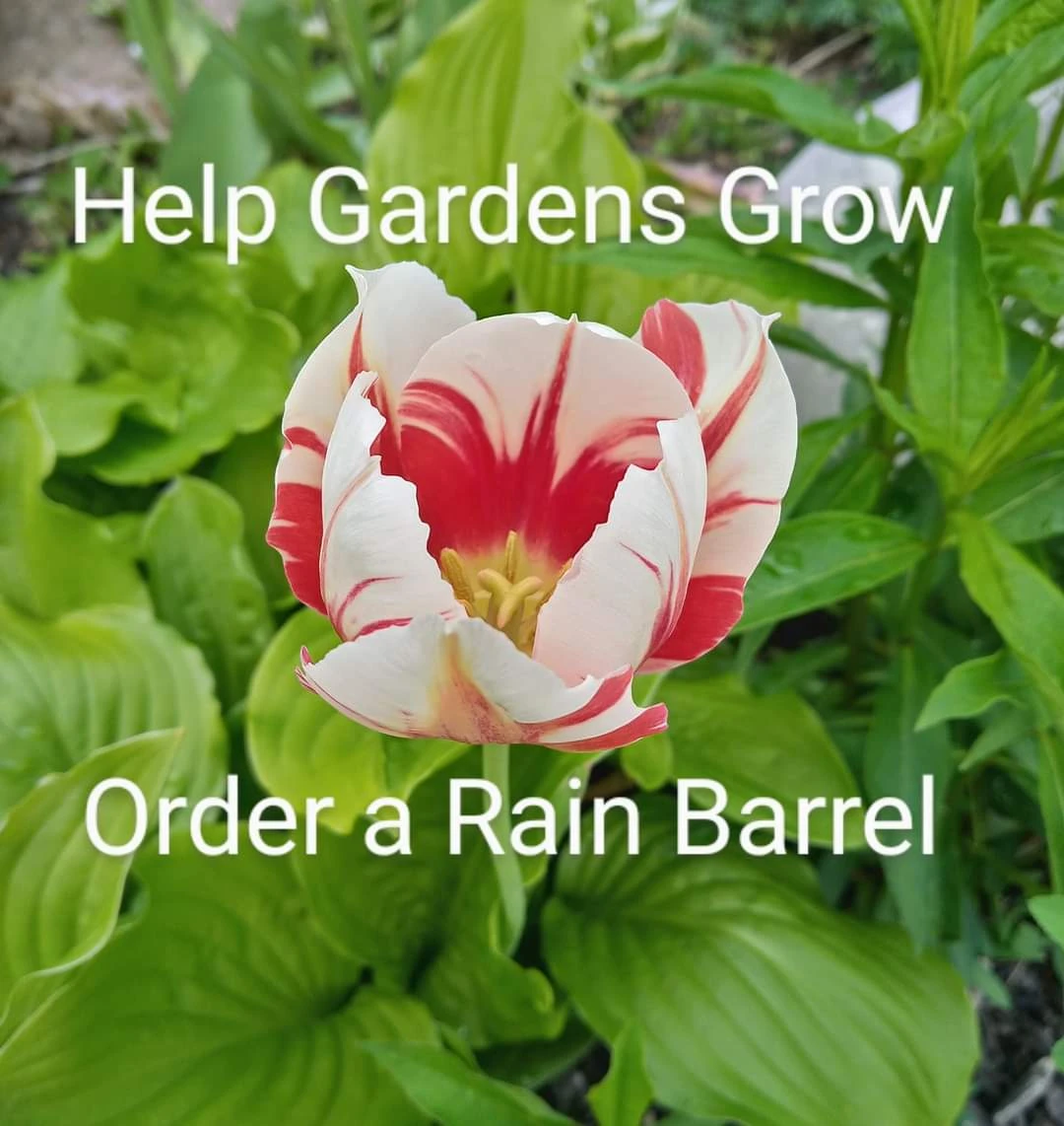 RainBarrel.ca Rain Barrel - Kin Canada Fundraiser - photo 3