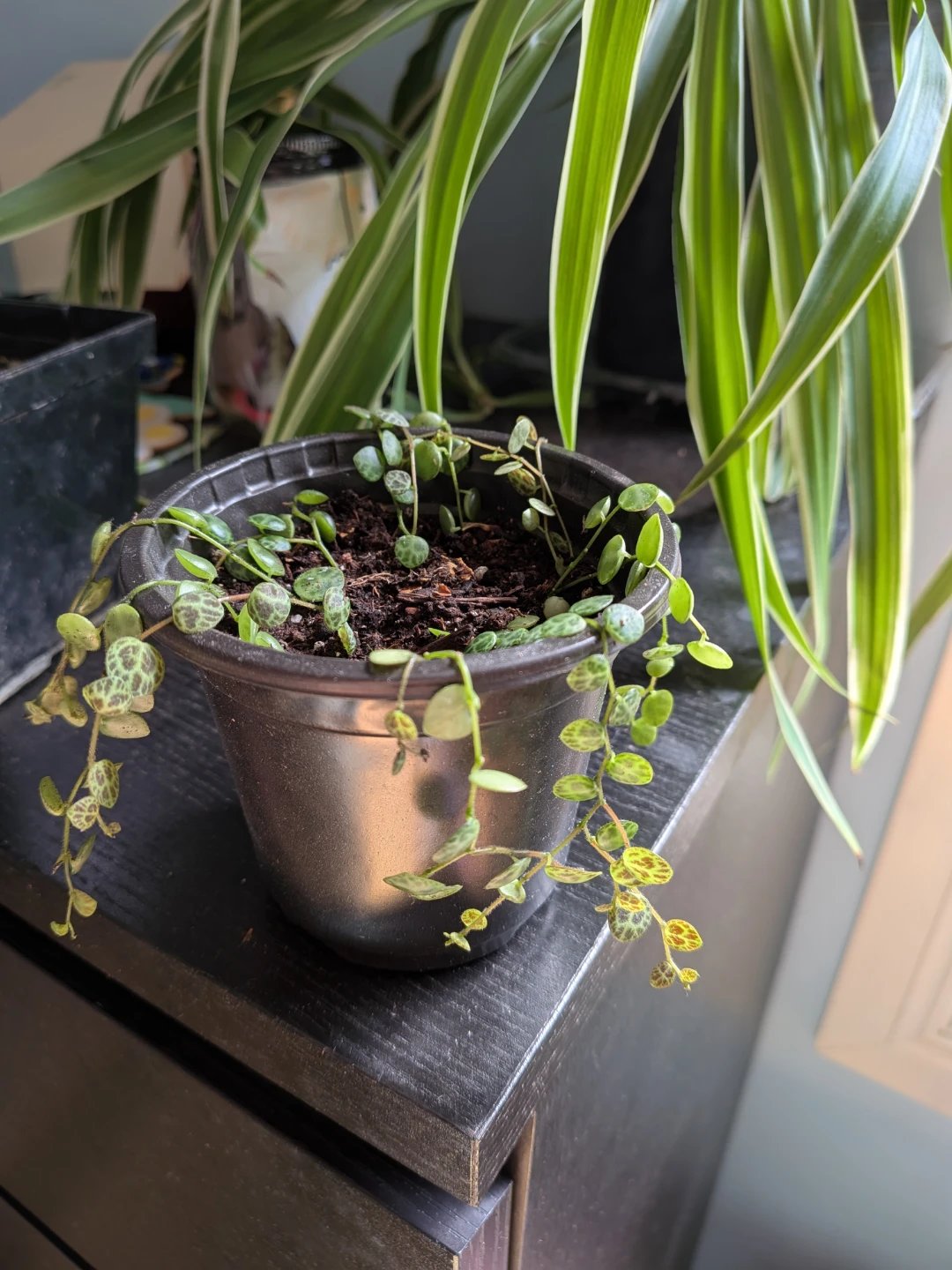 String of Turtles