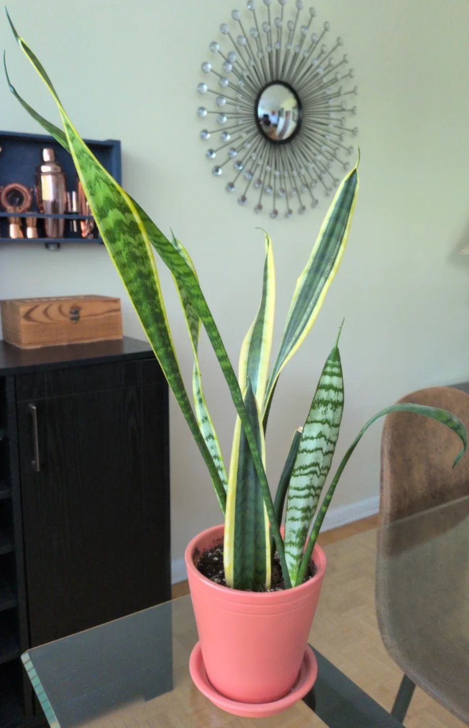 Snake Plant in Coral Pot