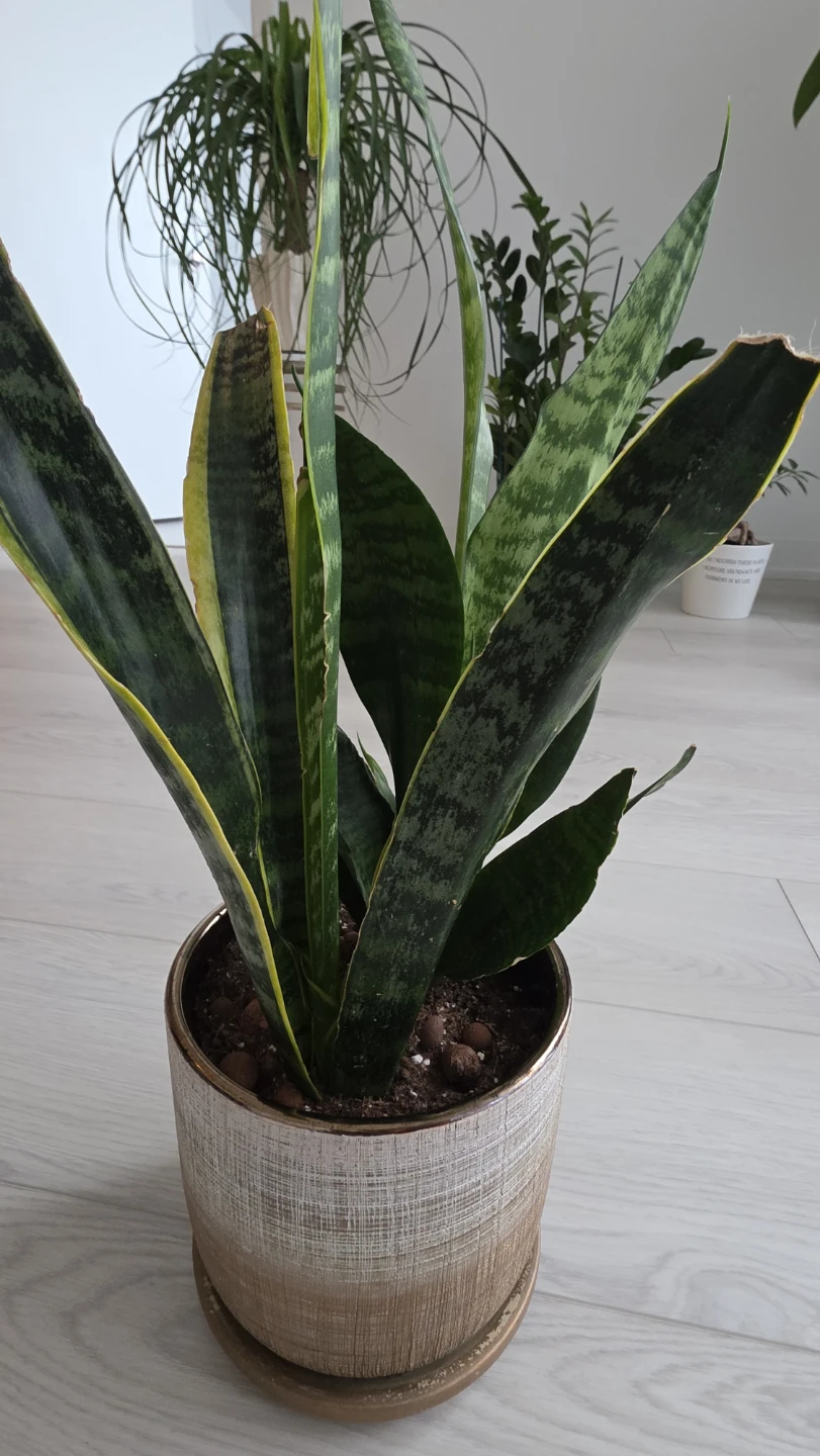 MOVING SALE- Snake Plant in Decorative Pot