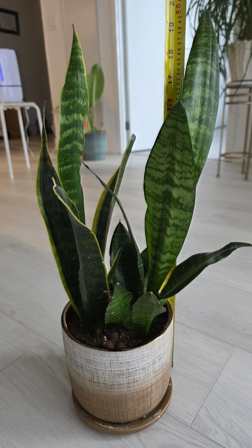 MOVING SALE- Snake Plant in Decorative Pot - photo 2