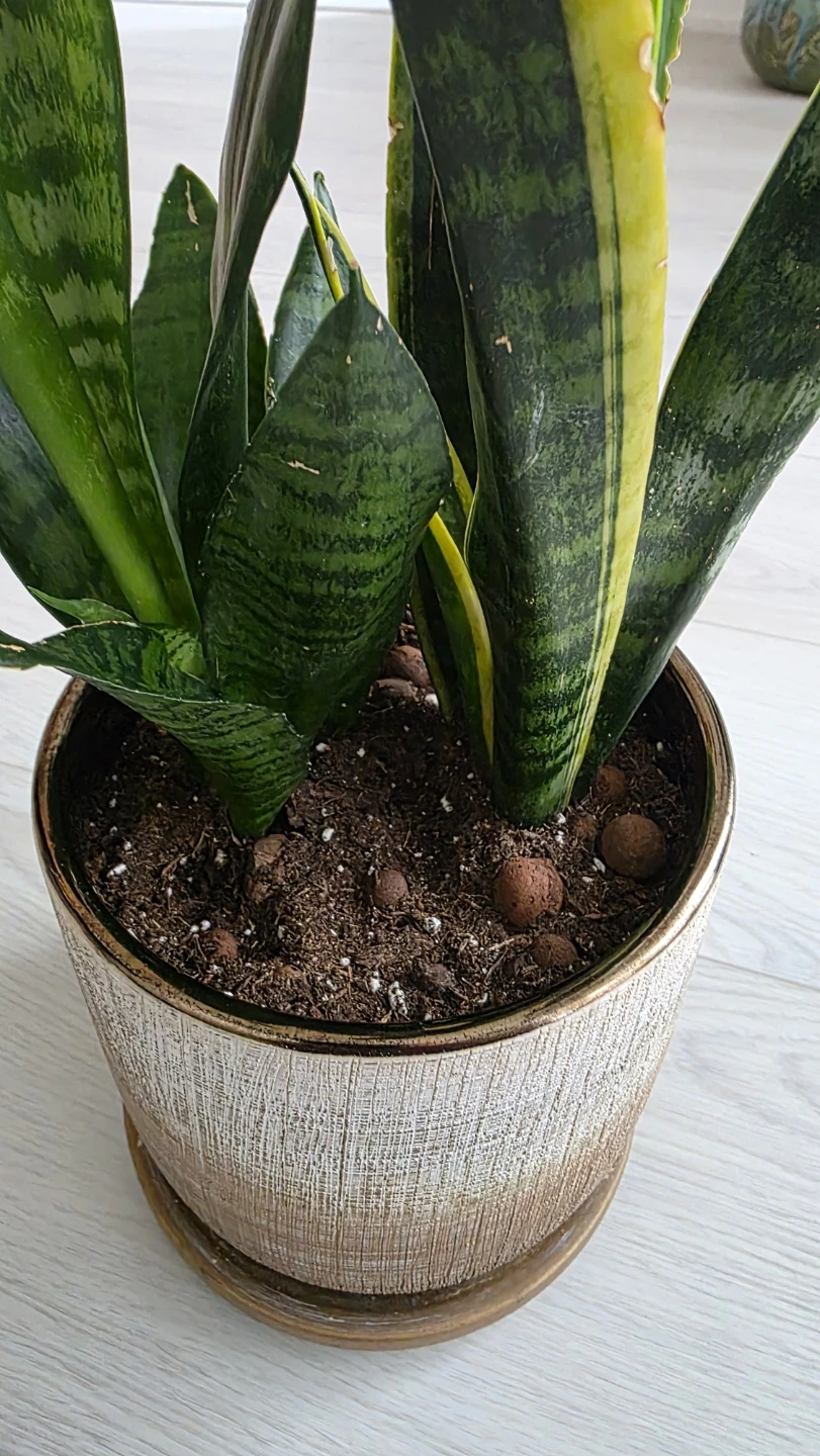 MOVING SALE- Snake Plant in Decorative Pot - photo 3
