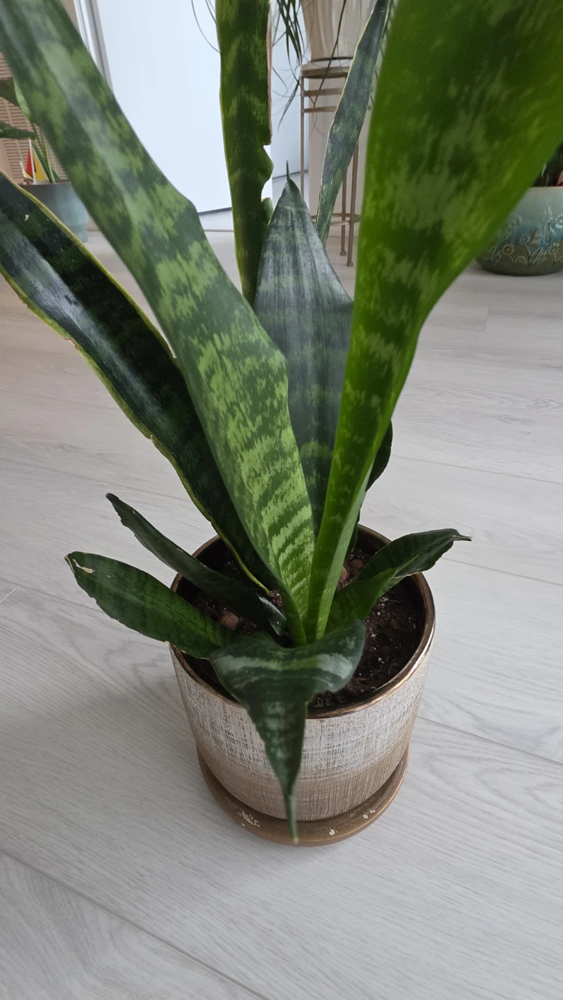 MOVING SALE- Snake Plant in Decorative Pot - photo 4