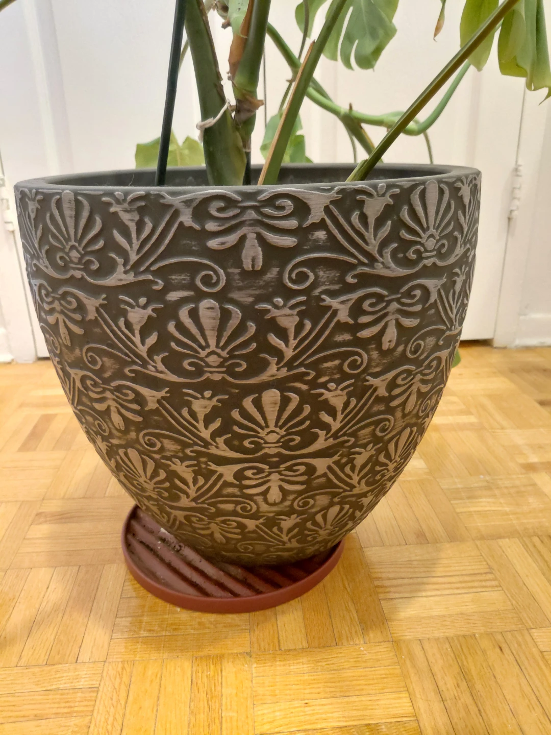 Monstera Deliciosa in 15" Pot - photo 2
